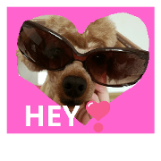 toypoodle STAMP