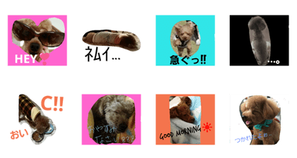 toypoodle STAMP