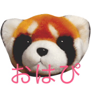 kawaii red pandas!