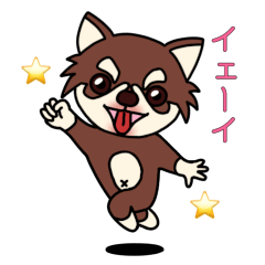 Chihuahua Cocoro Advance