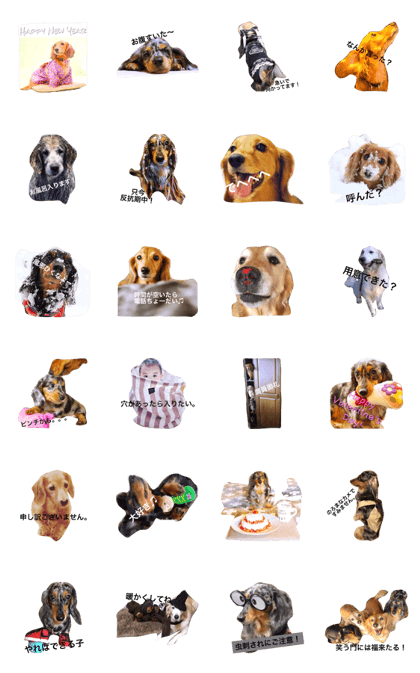 My favorite dogs