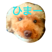 toypoodler