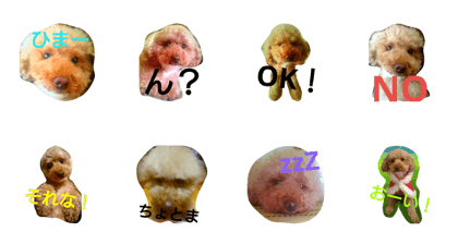 toypoodler