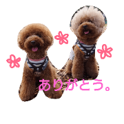 toy poodle marron and leo.2