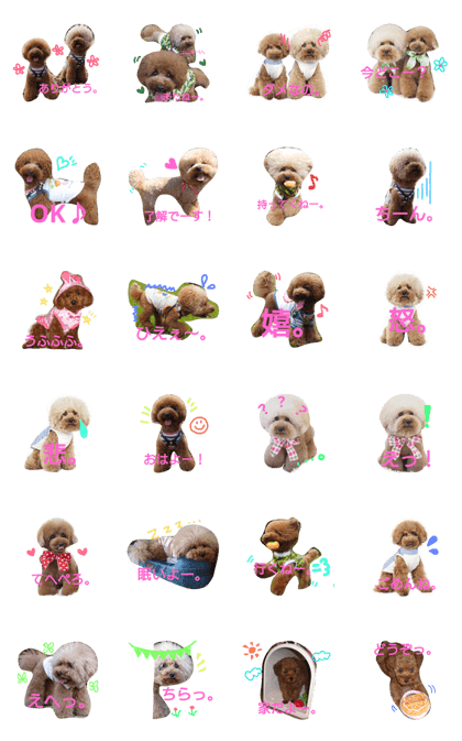 toy poodle marron and leo.2