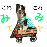 Bordercollie  Friends