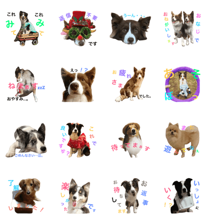 Bordercollie  Friends
