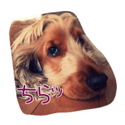 today's Sanchan1