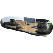 4 senior cats
