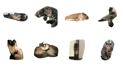 4 senior cats
