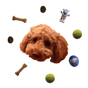 Libeko the Poodle