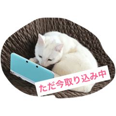 my cat stamp