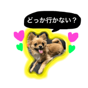 Chihuahu sticker