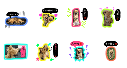 Chihuahu sticker