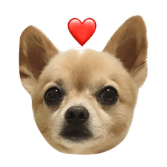 ミックス犬 小太郎のスタンプ Line スタンプ Line Store