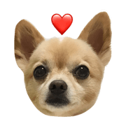 Mixed dog, Kotaro's sticker