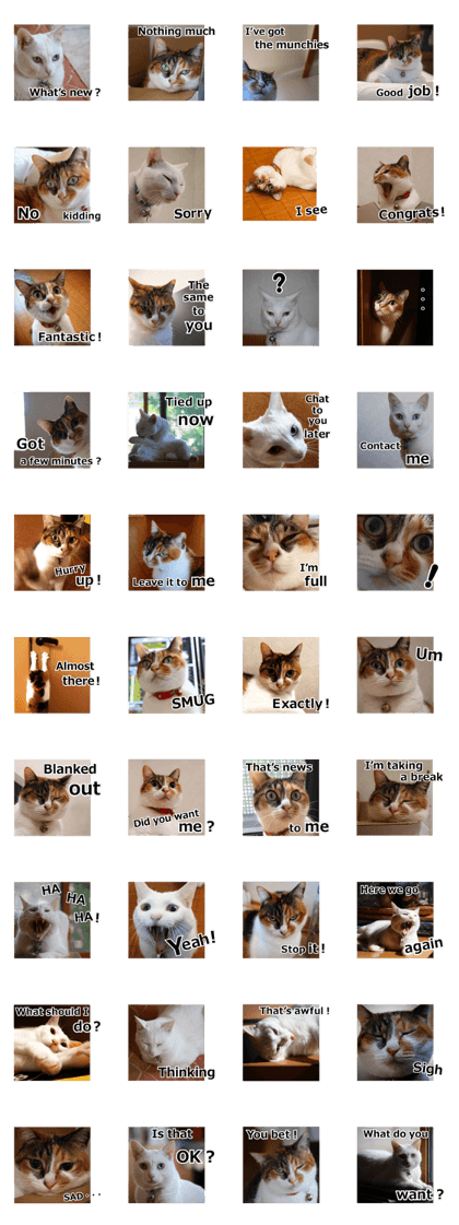 White & Calico cat photo sticker II ENG