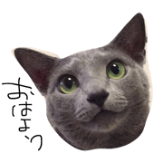 Russian Blue meter & cohar