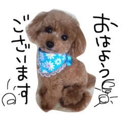 Toy poodle's pino