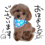 Toy poodle's pino