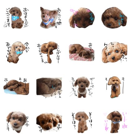Toy poodle's pino
