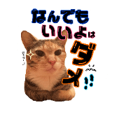 tsuchiya cat&dog2