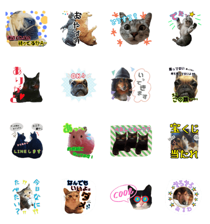 tsuchiya cat&dog2