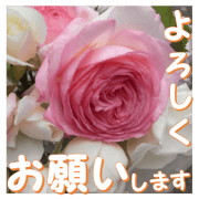 Greetings message of the rose_PdR_J