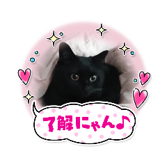 黒猫メインの猫写真スタンプ