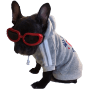 frenchie vaslav