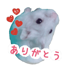 The hamster like rice cake