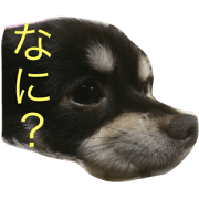 Qt Dog