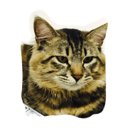 my cat. surume