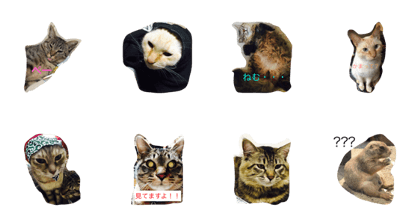 my cat. surume