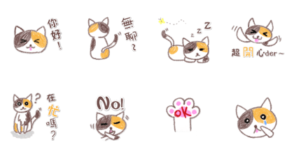 stupid three color cat