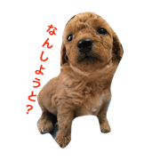 toypoo_2