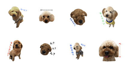 toypoo_2