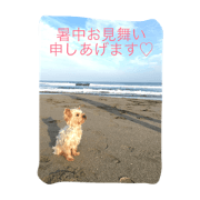 summer messege yokie