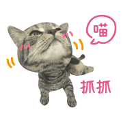 American shorthair Salad.