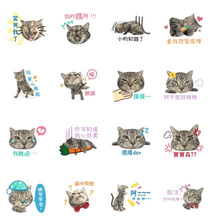 American shorthair Salad.