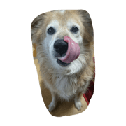 momosukemomosuke