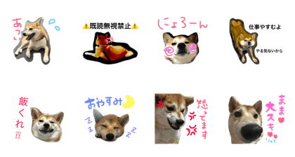 shibaryuto