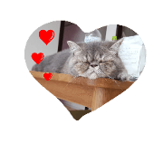 mochimochi nyanko