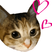 Japanese Tortoiseshell cat SUZUNE