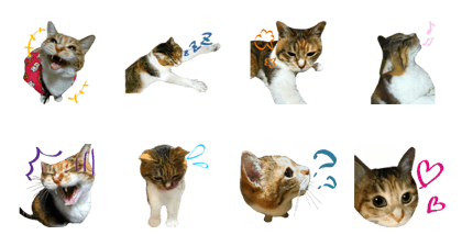 Japanese Tortoiseshell cat SUZUNE