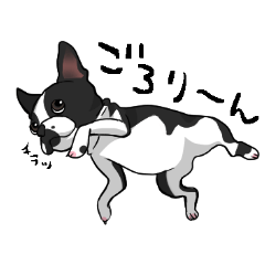 nonbir  Boston terrier