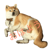 Shibainu Yuzu