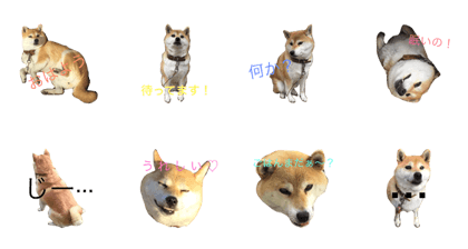 Shibainu Yuzu
