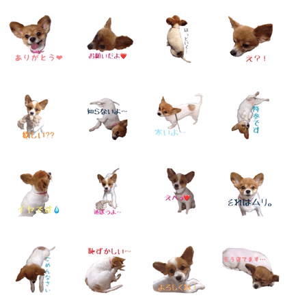 dog papiyon
