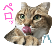 NEKONOKYUJITU